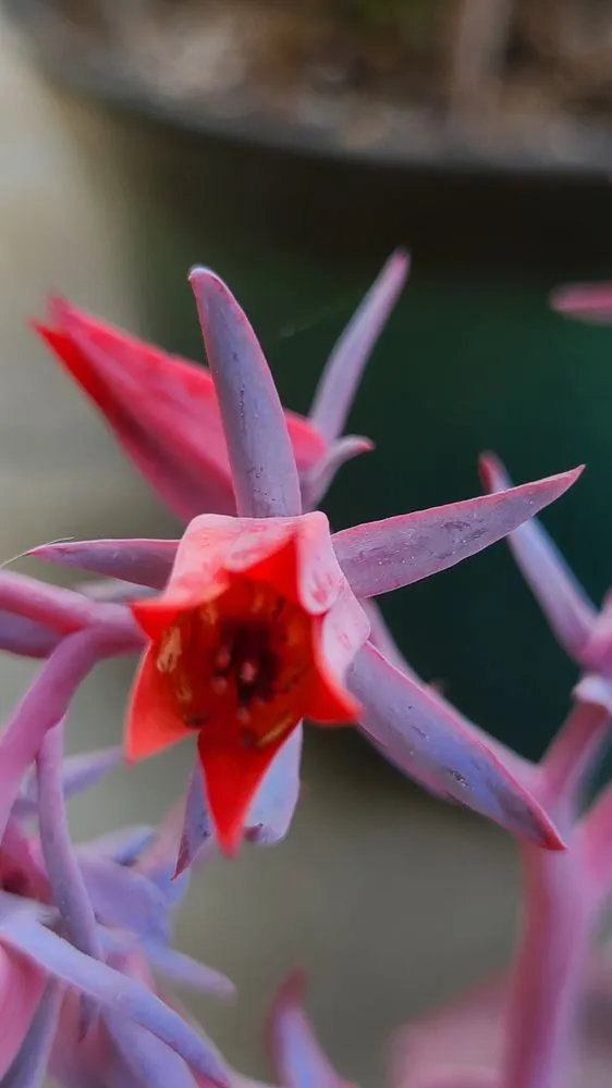 Top-rated landscape installation in Long Beach, CA - Heavenly Vintage Nursery