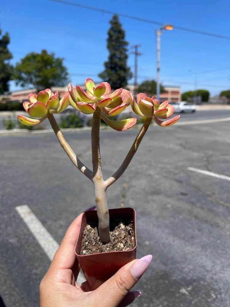 Custom lawn mowing service experts serving Long Beach, CA - Heavenly Vintage Nursery