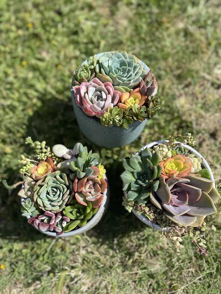 Trusted landscape installation in Long Beach, CA by Heavenly Vintage Nursery