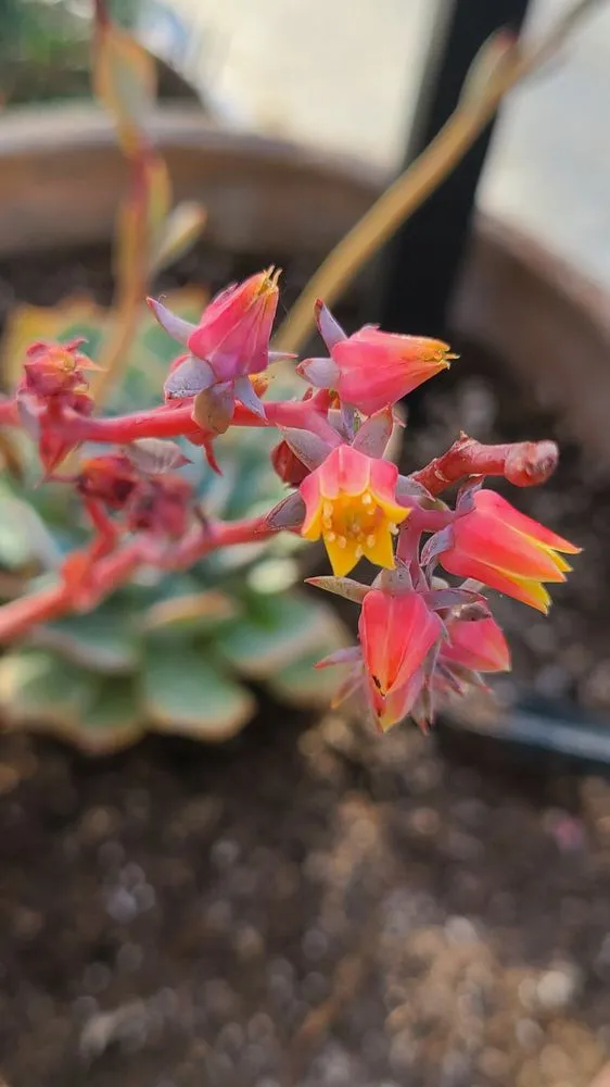 Local lawn mowing service for homes in Long Beach, CA by Heavenly Vintage Nursery