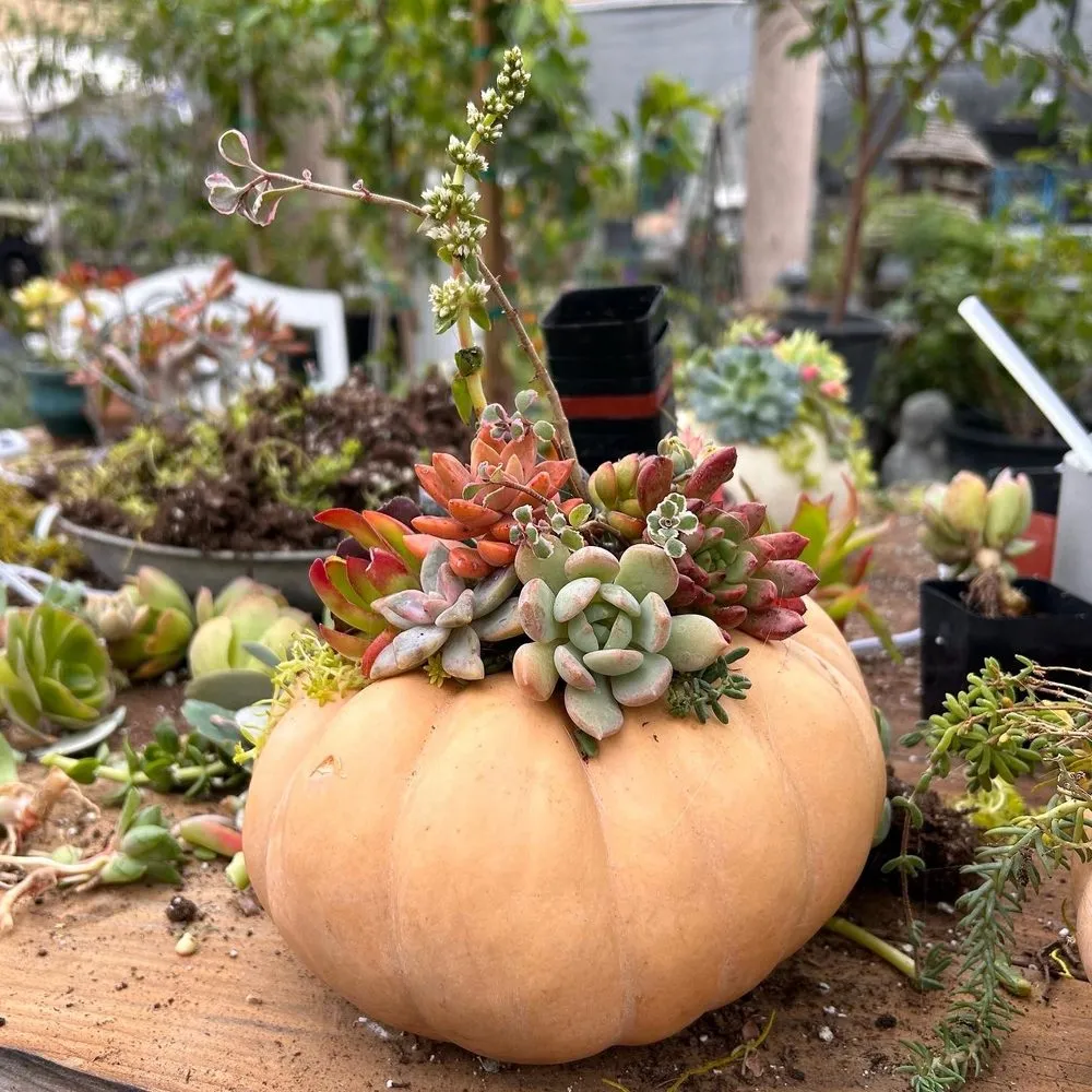 Top-rated residential landscaping for beautiful yards in Long Beach, CA by Heavenly Vintage Nursery