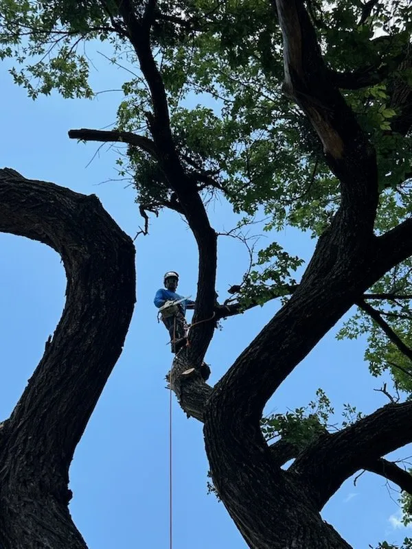 Reliable yard cleanup service experts serving Chickasha, OK - Heavy Trees Lawn Services