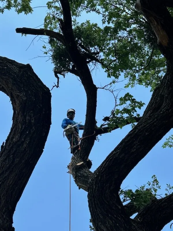 Custom lawn care service for outdoor upgrades in Chickasha, OK by Heavy Trees Lawn Services