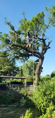 Heavy Trees Lawn Services Logo