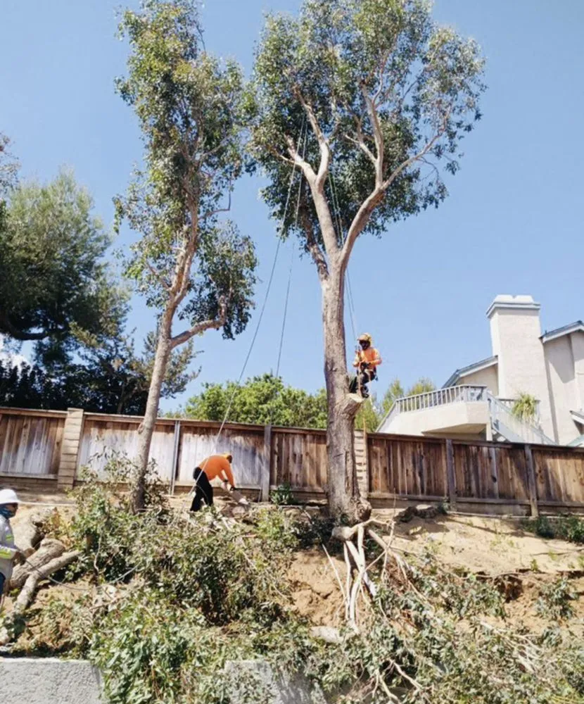 Trusted yard cleanup service experts serving Oceanside, CA - HeavyDuty Landscape