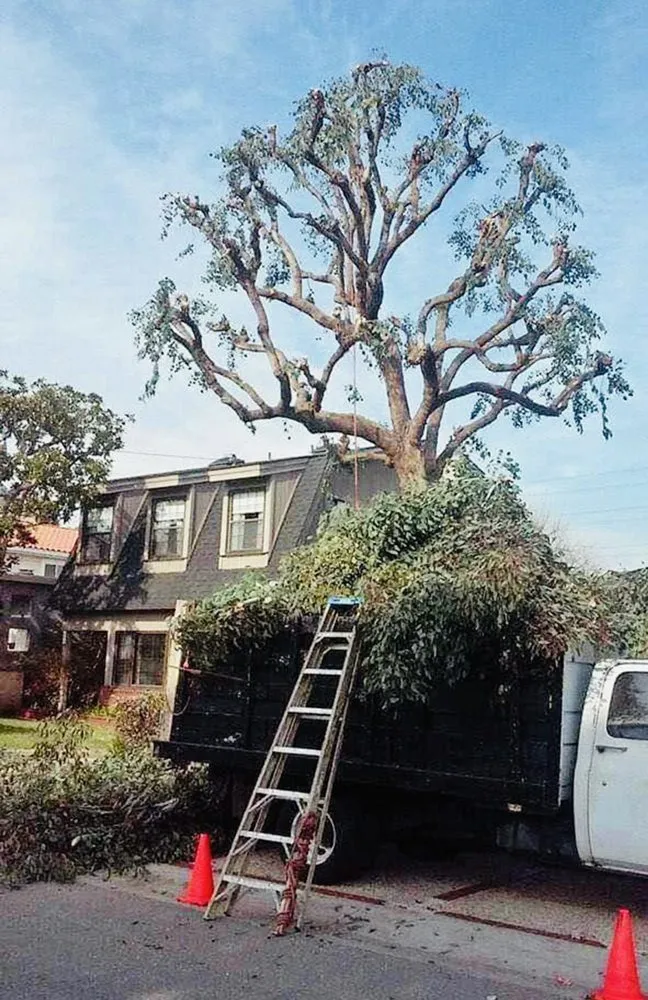 Reliable yard cleanup service for beautiful yards across Oceanside, CA - HeavyDuty Landscape