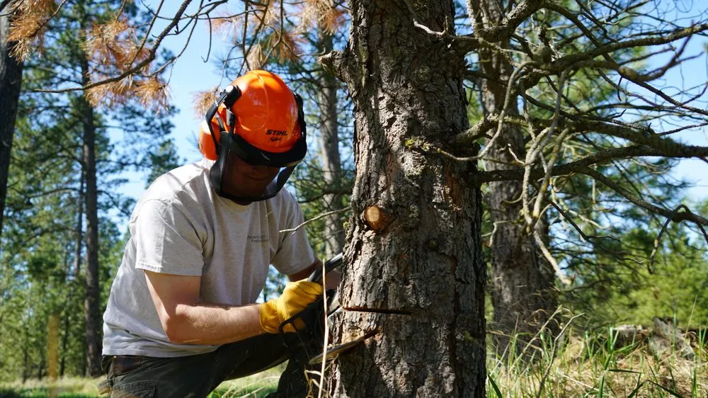 Professional yard cleanup service experts serving Newman Lake, WA - Hecker