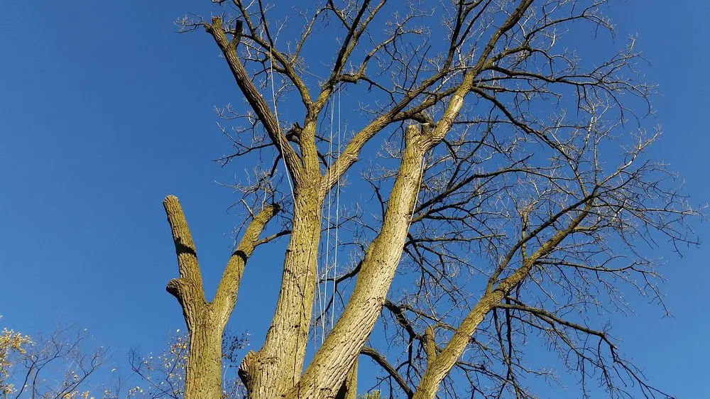 Local residential landscaping experts serving Midlothian, IL - Hector & Sons Landscaping