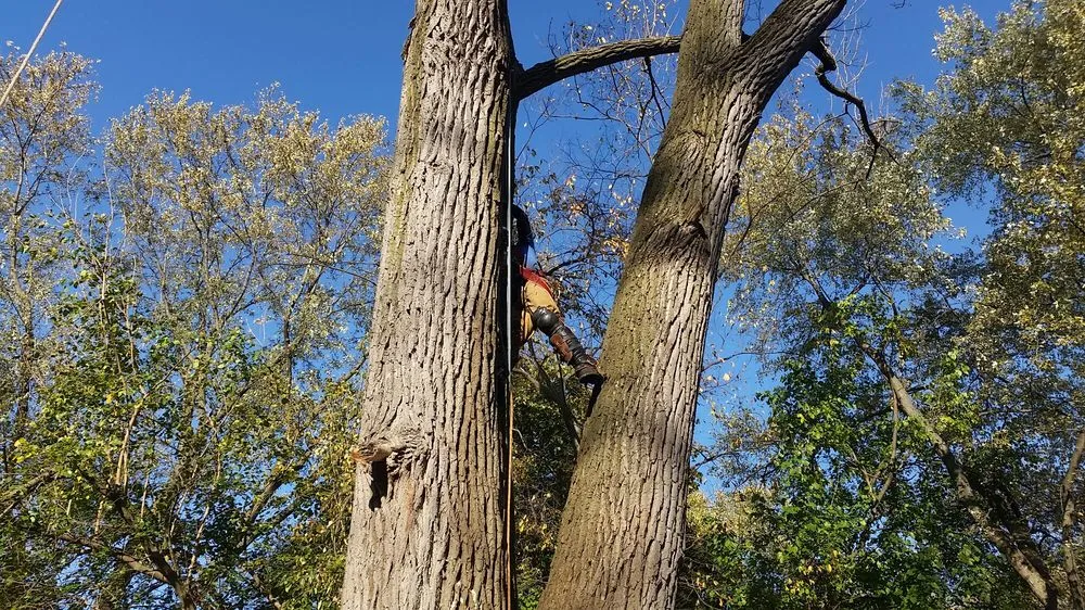 Reliable lawn mowing service with custom design in Midlothian, IL by Hector & Sons Landscaping