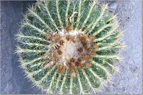 Expert lawn care service in Midlothian, IL - Hector & Sons Landscaping