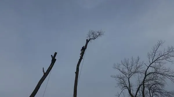 Hector & Sons Landscaping