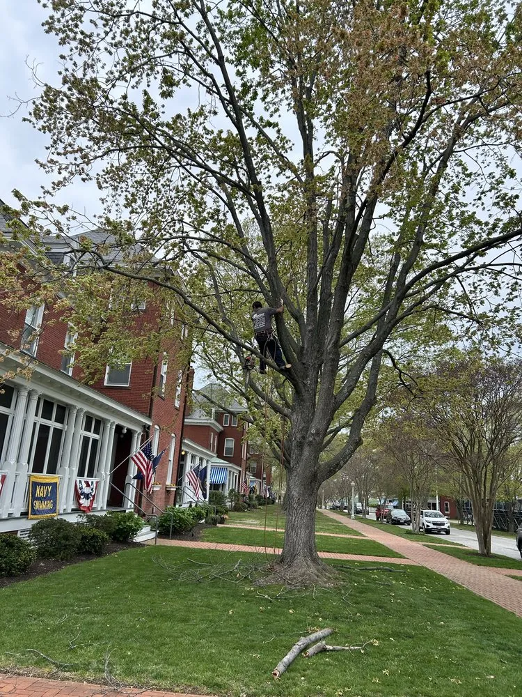 Local lawn mowing service in Annapolis, MD by Hector Landscaping & Lawn Service