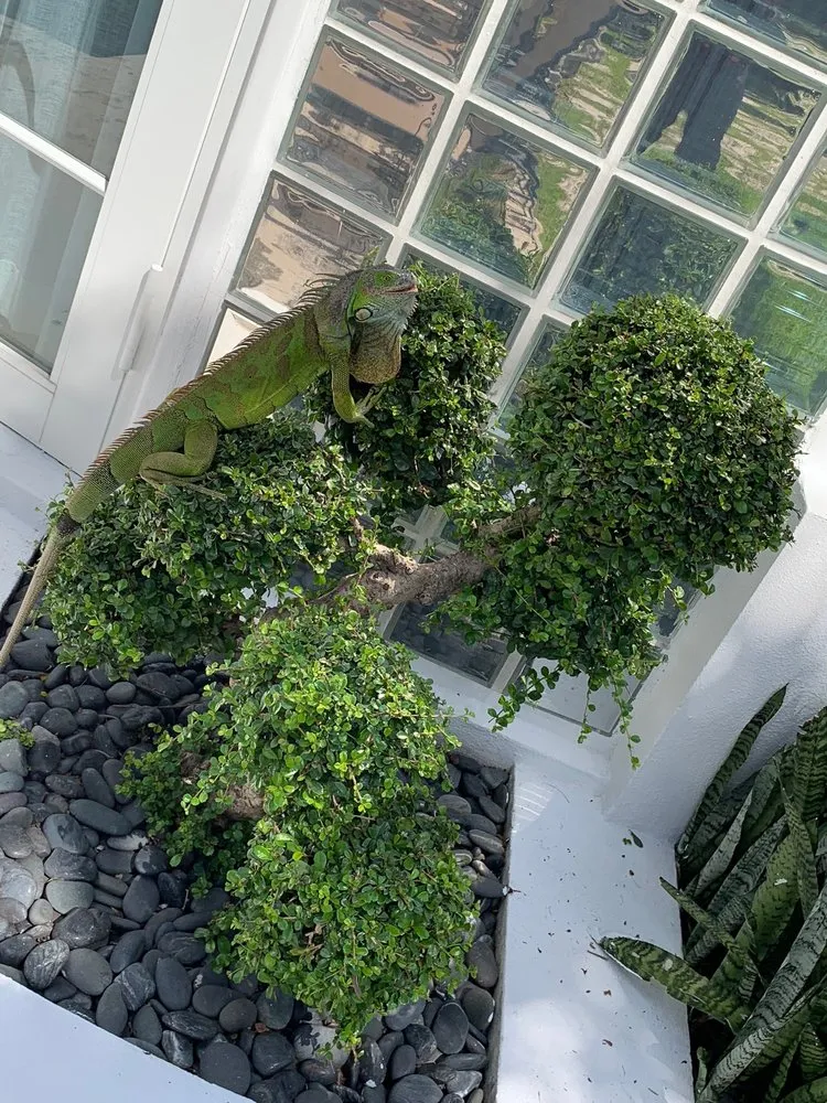 Local landscape design for residential properties across Miami, FL - Hector landscaping