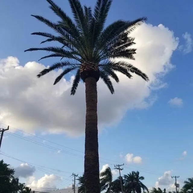 Reliable landscape design in Miami, FL by Hector landscaping