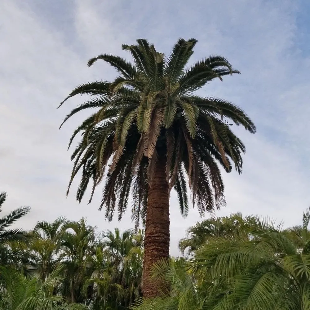 Top-rated yard cleanup service near you in Miami, FL by Hector landscaping