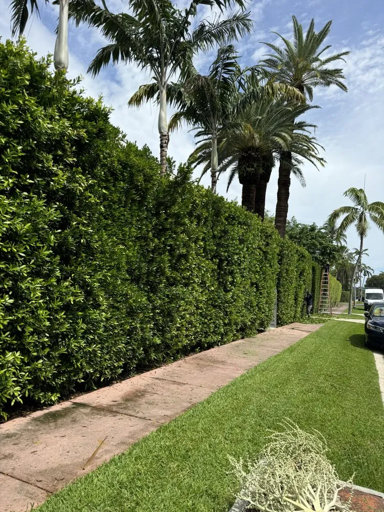Reliable outdoor landscaping for year-round maintenance in Miami, FL by Hector landscaping