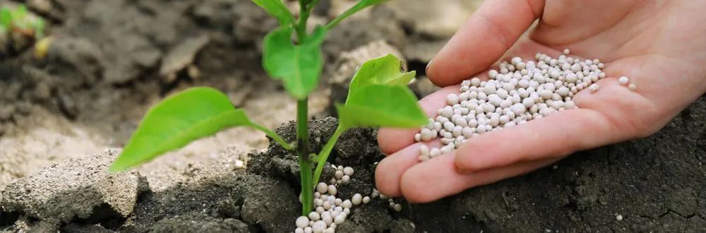 Reliable landscape installation in Naples, FL - Hector Mares Lawn Maintenance