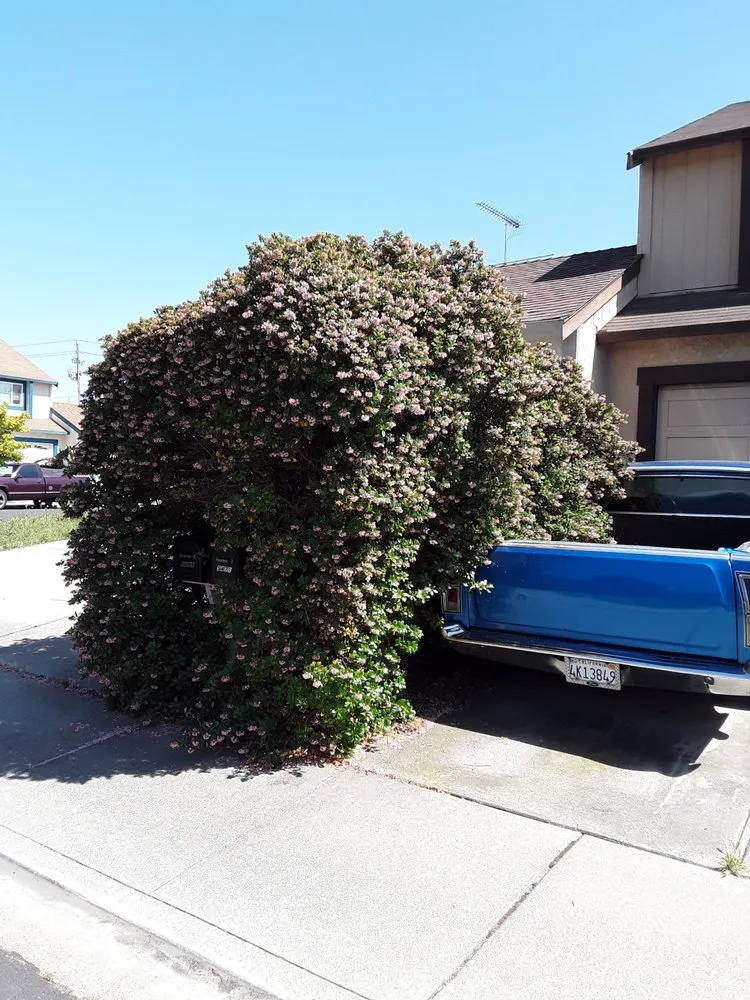 Reliable lawn mowing service in Livermore, CA - Hector Munoz Landscape Maintenance