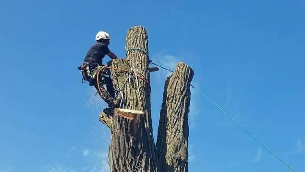 Local landscaping services in Racine, WI by Hector Palacios Landscaping & Tree Removal Service