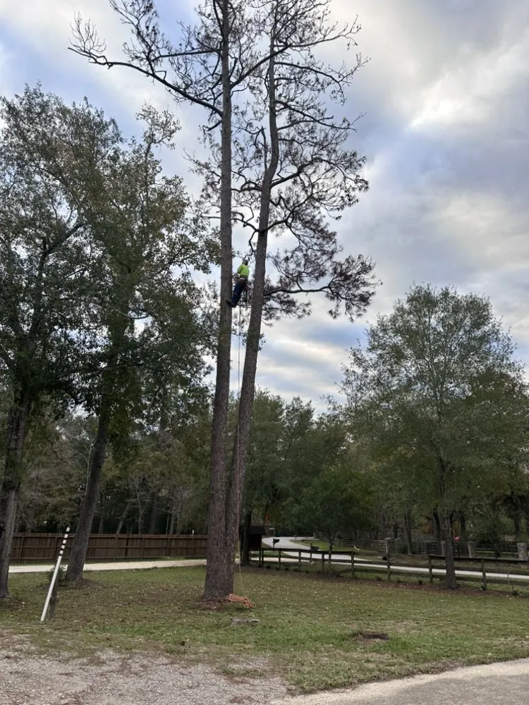 Professional landscape design in Houston, TX - Hector Pineda Tree Service