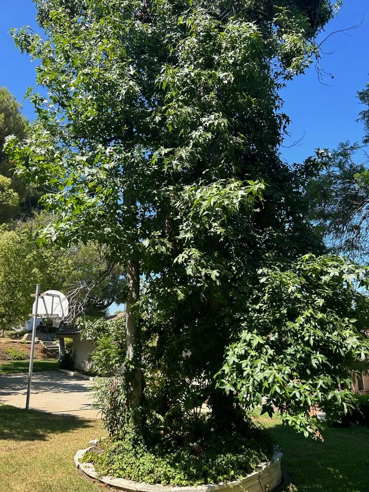 Professional garden landscaping experts serving Valinda, CA - Hector Salas Tree Service