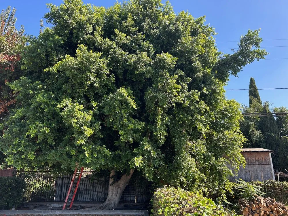 Local outdoor landscaping for beautiful yards across Valinda, CA - Hector Salas Tree Service