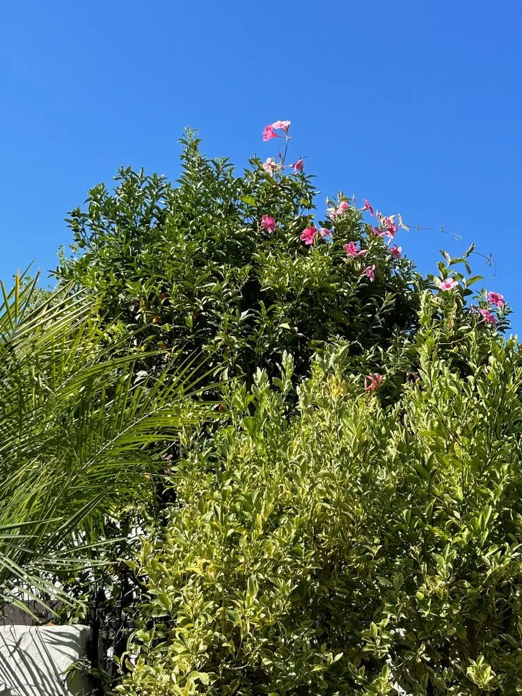 Top-rated lawn mowing service experts serving Valinda, CA - Hector Salas Tree Service