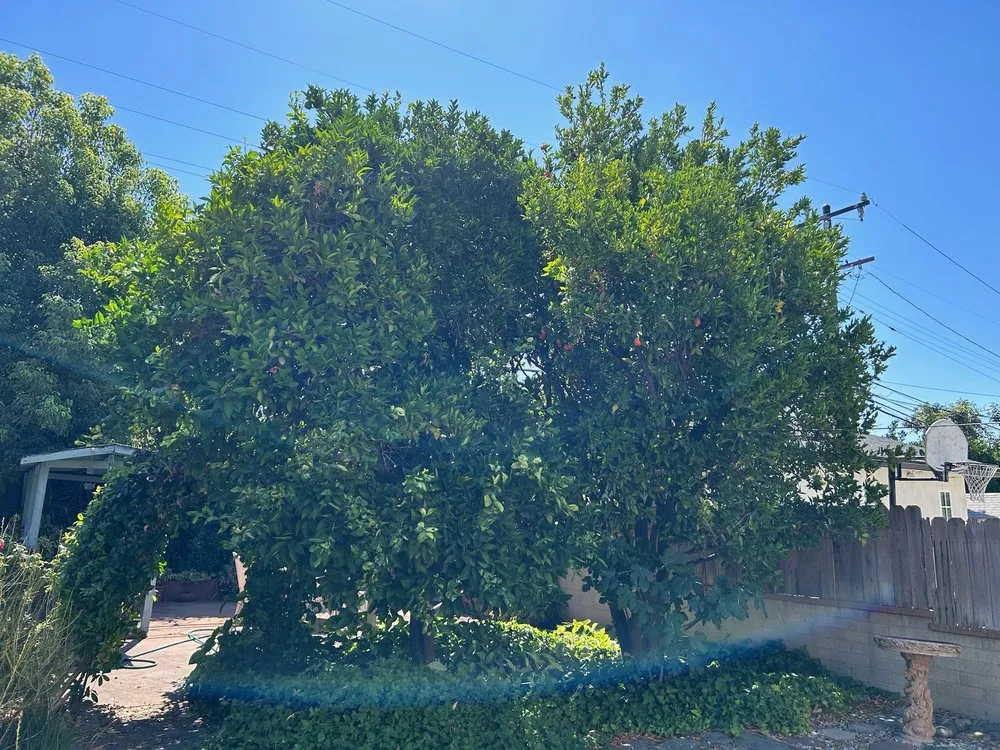 Affordable lawn care service in Valinda, CA by Hector Salas Tree Service