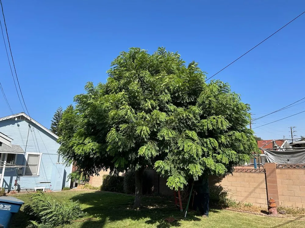 Top-rated residential landscaping in Valinda, CA by Hector Salas Tree Service