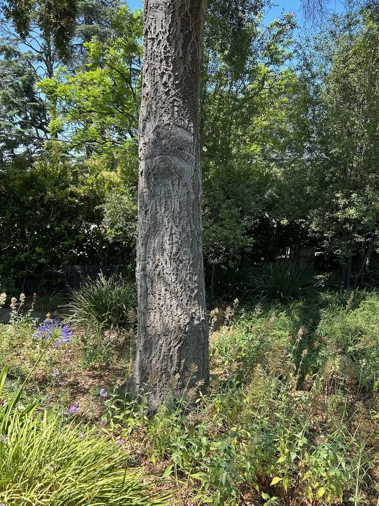 Local landscape installation near you across Valinda, CA - Hector Salas Tree Service