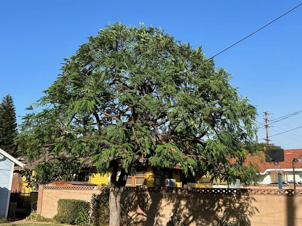 Top-rated residential landscaping near you in Valinda, CA by Hector Salas Tree Service