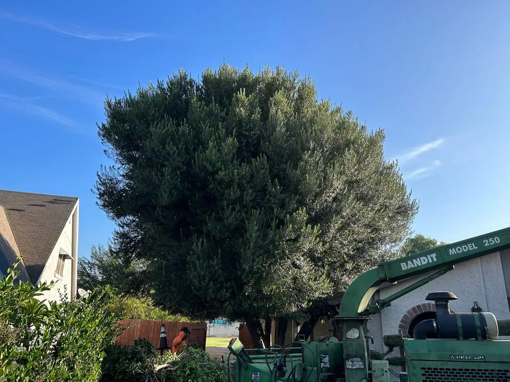 Custom yard cleanup service for beautiful yards in Valinda, CA by Hector Salas Tree Service