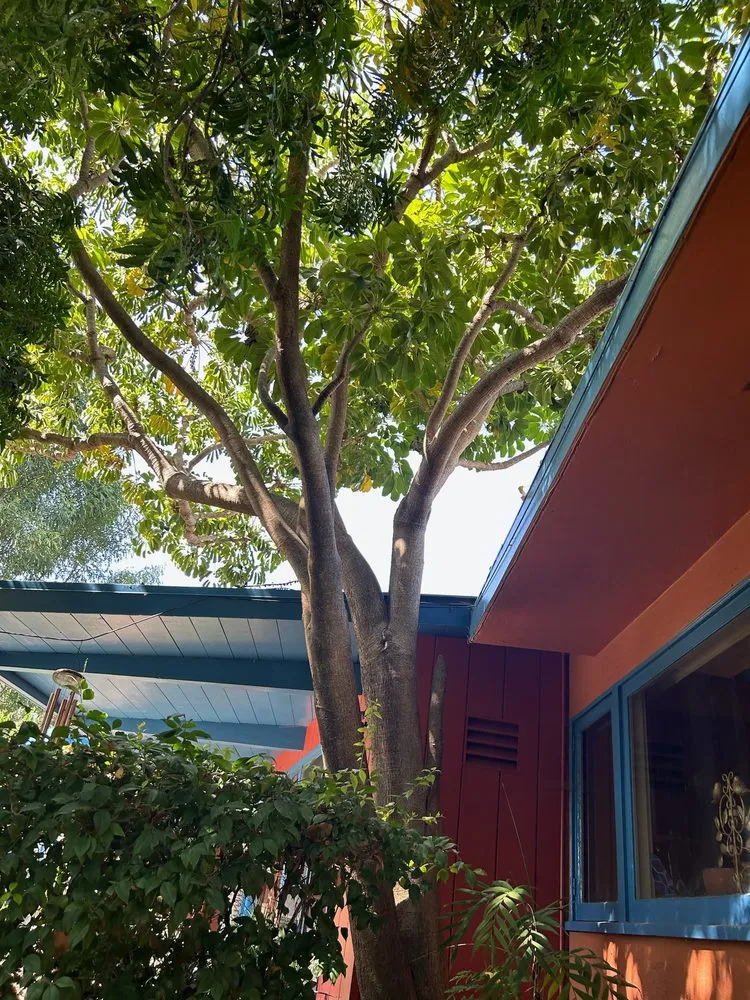 Reliable landscape design with custom design across Valinda, CA - Hector Salas Tree Service