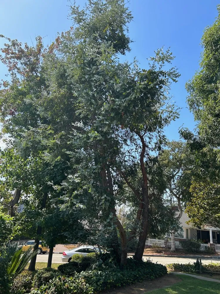 Affordable yard maintenance in Valinda, CA - Hector Salas Tree Service
