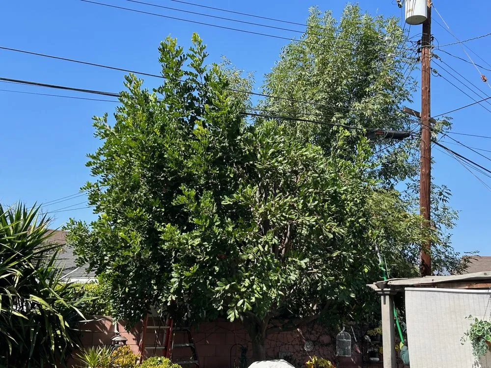 Local lawn mowing service for year-round maintenance across Valinda, CA - Hector Salas Tree Service