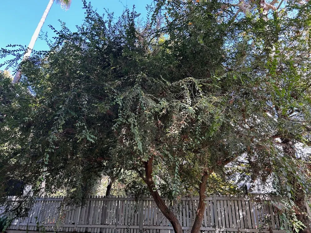 Trusted lawn mowing service in Valinda, CA by Hector Salas Tree Service