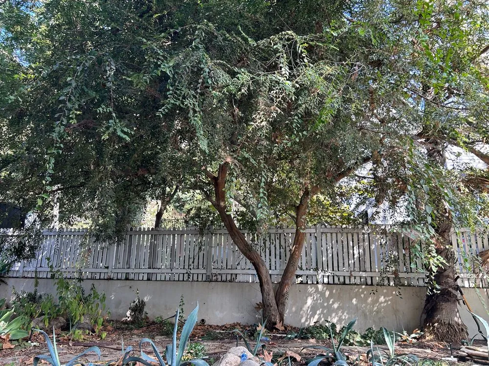 Custom outdoor landscaping for beautiful yards across Valinda, CA - Hector Salas Tree Service