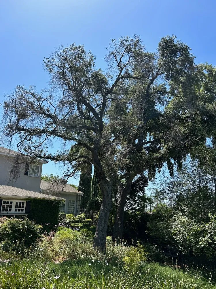 Reliable landscaping services for year-round maintenance across Valinda, CA - Hector Salas Tree Service