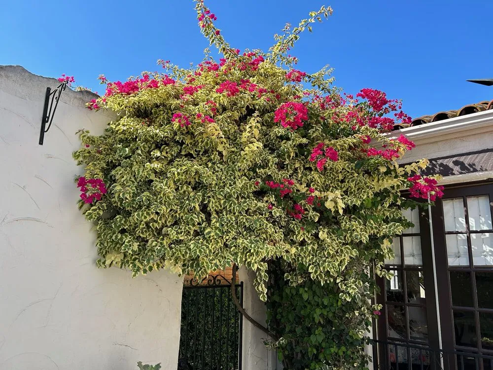 Reliable yard cleanup service in Valinda, CA - Hector Salas Tree Service