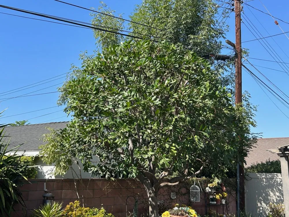 Affordable garden landscaping for year-round maintenance in Valinda, CA by Hector Salas Tree Service