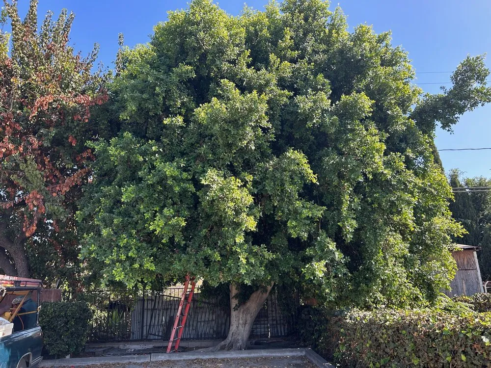 Reliable landscape design for year-round maintenance in Valinda, CA by Hector Salas Tree Service