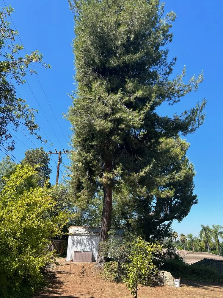 Trusted landscape design in Valinda, CA by Hector Salas Tree Service