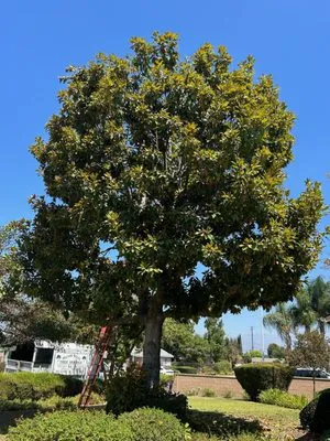 Hector Salas Tree Service