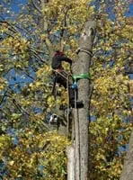 Local yard cleanup service in Redwood City, CA by Hector Tree Service & Landscaping