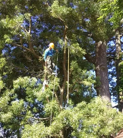 Reliable yard maintenance experts serving Redwood City, CA - Hector Tree Service & Landscaping