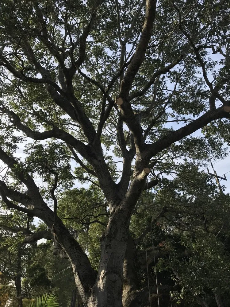 Top-rated yard cleanup service in Redwood City, CA by Hector Tree Service & Landscaping