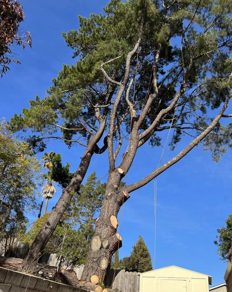 Affordable yard cleanup service in Redwood City, CA by Hector Tree Service & Landscaping