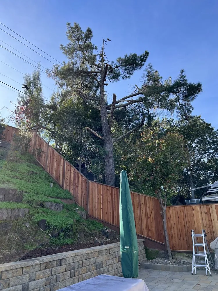 Affordable landscape design experts serving Redwood City, CA - Hector Tree Service & Landscaping