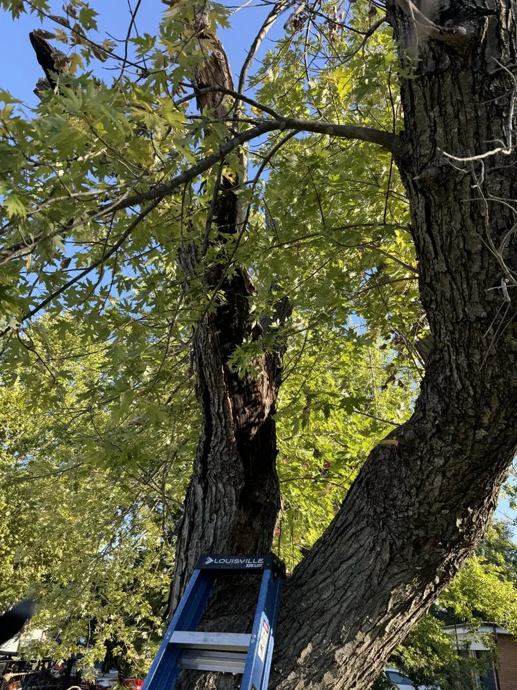 Reliable garden landscaping in Oklahoma City, OK by Hector’s Landscaping