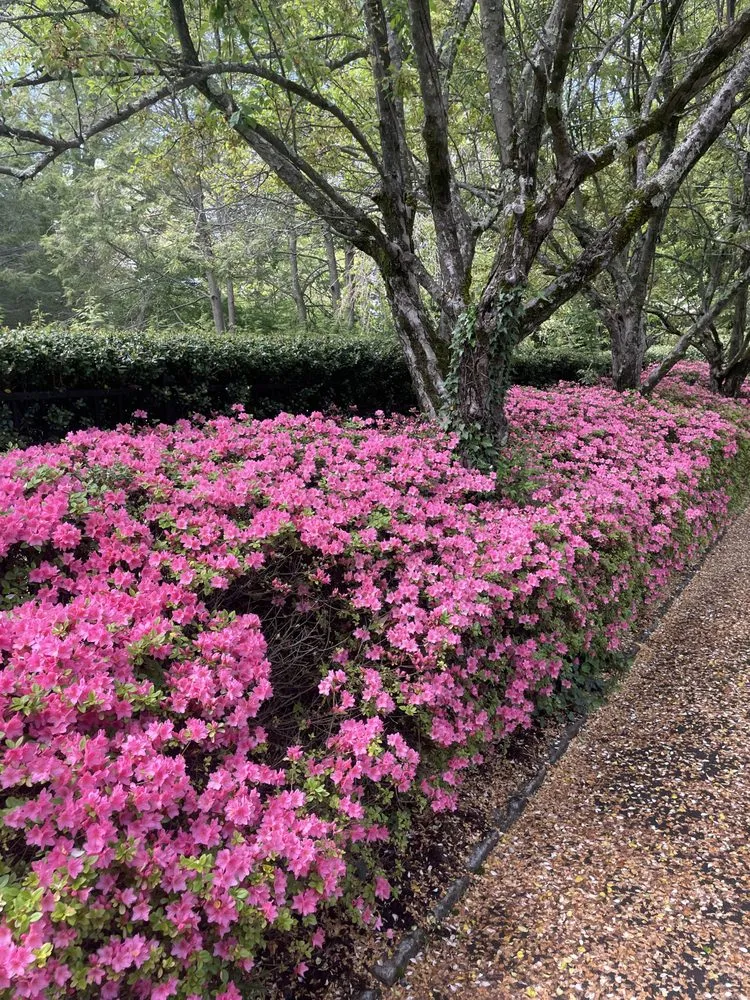 Reliable yard maintenance in Port Chester, NY by Hector’s Landscaping